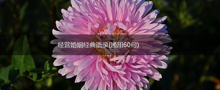 经营婚姻经典语录(通用60句),第1张