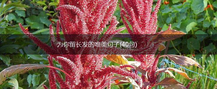 为你留长发的唯美句子(40句),第1张