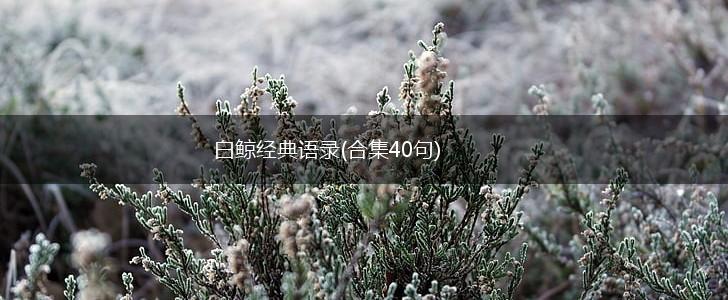 白鲸经典语录(合集40句),第1张