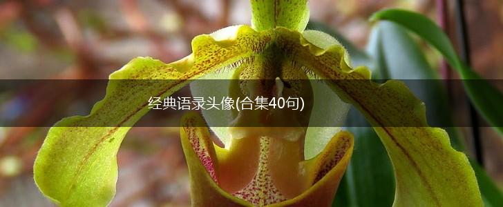 经典语录头像(合集40句),第1张