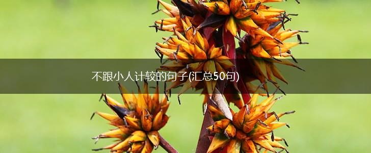 不跟小人计较的句子(汇总50句),第1张