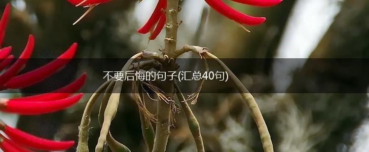 不要后悔的句子(汇总40句),第1张