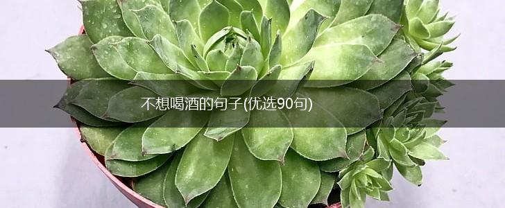 不想喝酒的句子(优选90句),第1张