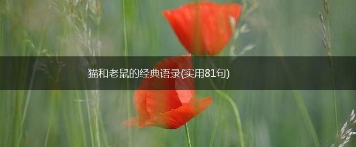 猫和老鼠的经典语录(实用81句),第1张