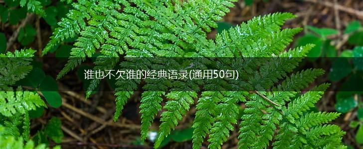 谁也不欠谁的经典语录(通用50句),第1张