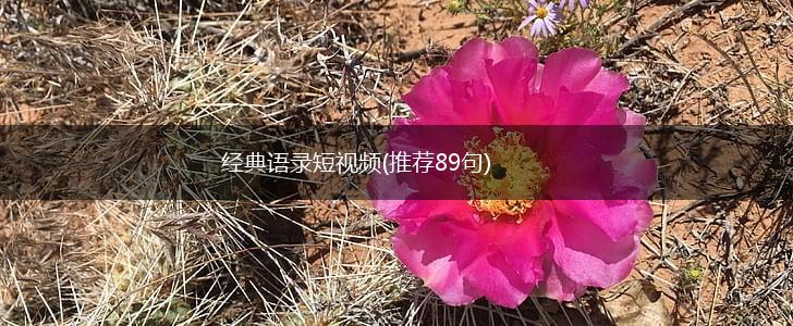 经典语录短视频(推荐89句),第1张