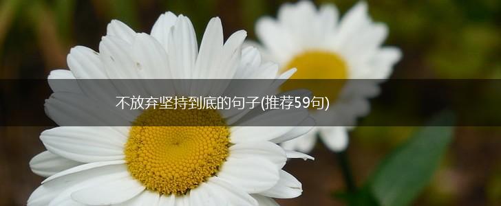 不放弃坚持到底的句子(推荐59句),第1张