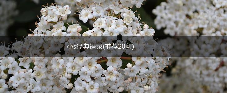 小s经典语录(推荐20句),第1张