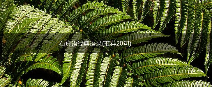 石真语经典语录(推荐20句),第1张