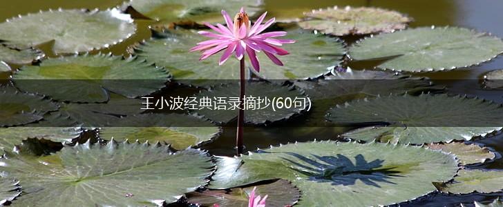 王小波经典语录摘抄(60句),第1张