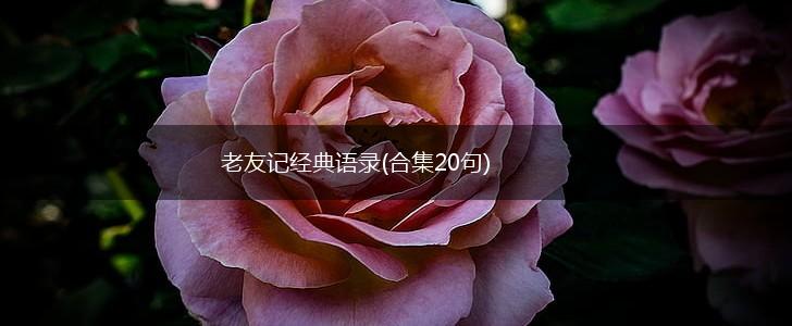 老友记经典语录(合集20句),第1张