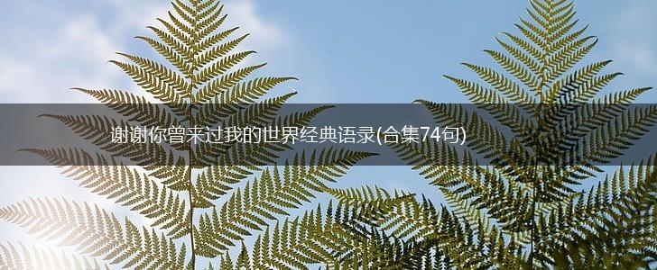 谢谢你曾来过我的世界经典语录(合集74句),第1张