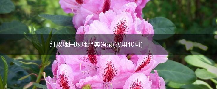 红玫瑰白玫瑰经典语录(实用40句),第1张