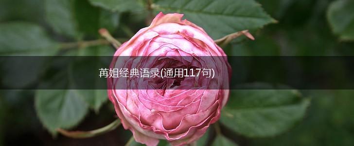 苒姐经典语录(通用117句),第1张