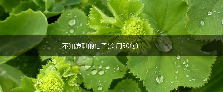 不知廉耻的句子(实用50句),第1张