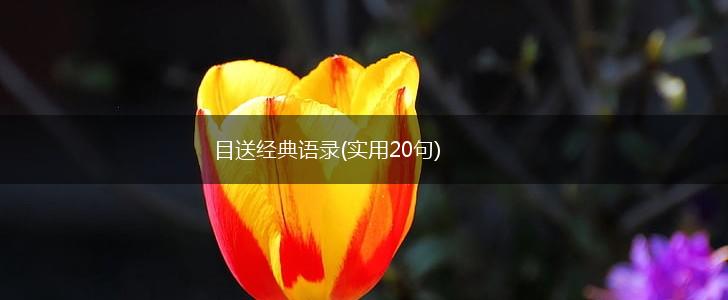 目送经典语录(实用20句),第1张