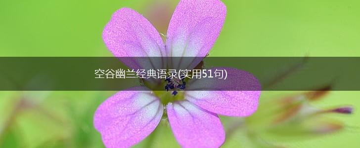 空谷幽兰经典语录(实用51句),第1张