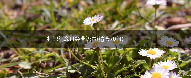 相识纪念日经典语录(精选70句),第1张