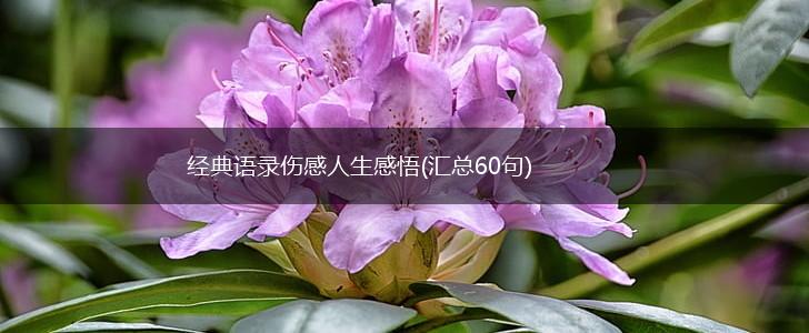 经典语录伤感人生感悟(汇总60句),第1张