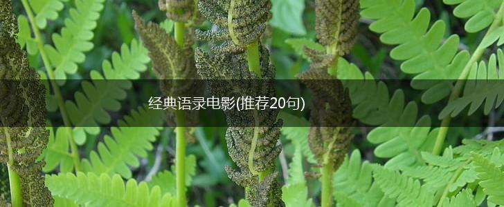 经典语录电影(推荐20句),第1张