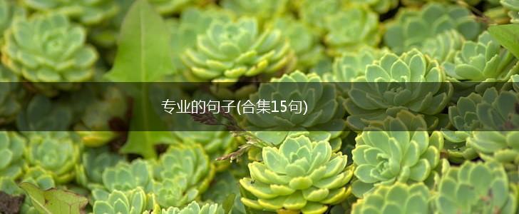 专业的句子(合集15句),第1张