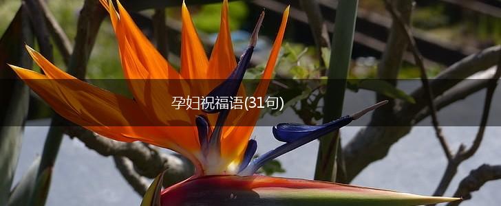 孕妇祝福语(31句),第1张