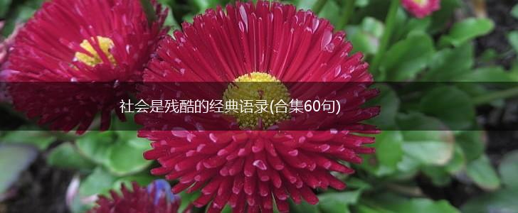 社会是残酷的经典语录(合集60句),第1张