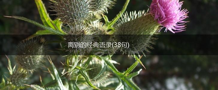 离别的经典语录(38句),第1张