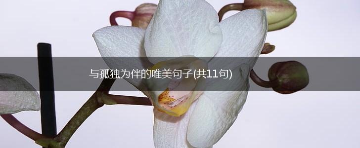 与孤独为伴的唯美句子(共11句),第1张