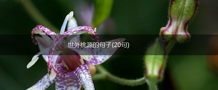 世外桃源的句子(20句),第1张