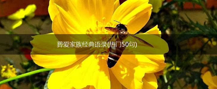 葬爱家族经典语录(热门50句),第1张