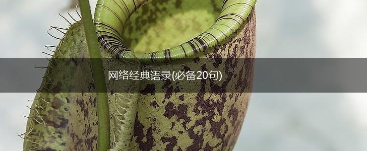 网络经典语录(必备20句),第1张