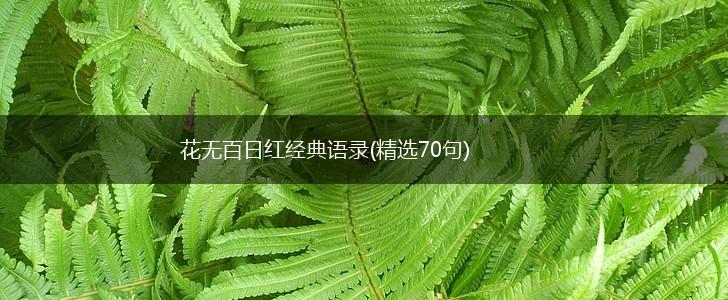 花无百日红经典语录(精选70句),第1张