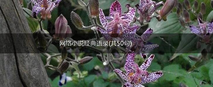 网络小说经典语录(共50句),第1张