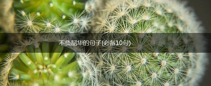 不负韶华的句子(必备10句),第1张