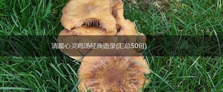 清晨心灵鸡汤经典语录(汇总50句),第1张