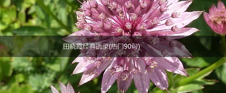 田晓霞经典语录(热门90句),第1张