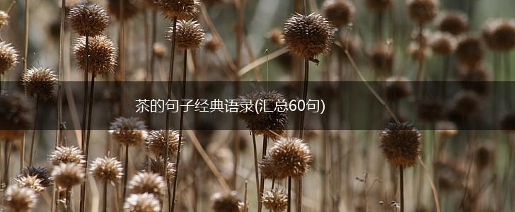 茶的句子经典语录(汇总60句),第1张