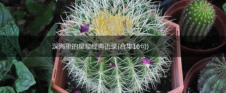 深海里的星星经典语录(合集16句),第1张