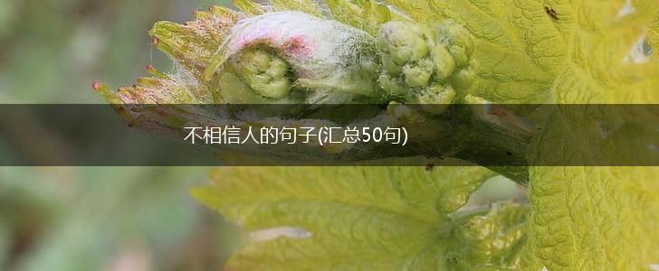 不相信人的句子(汇总50句),第1张