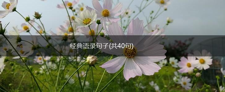 经典语录句子(共40句),第1张