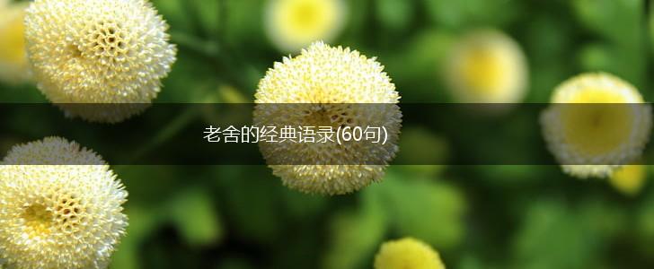 老舍的经典语录(60句),第1张