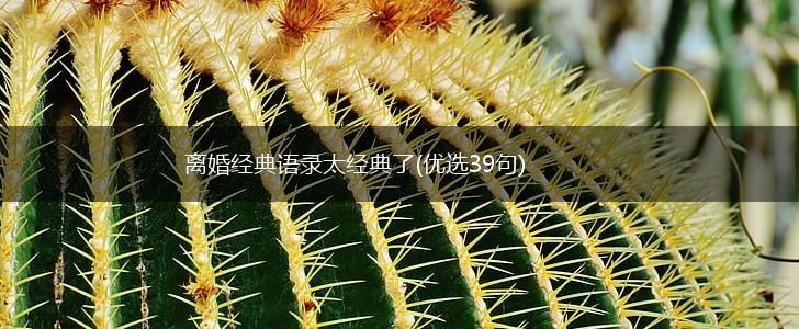 离婚经典语录太经典了(优选39句),第1张 离婚经典语录太经典了(优选39句),第1张