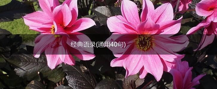 经典语录(通用40句),第1张
