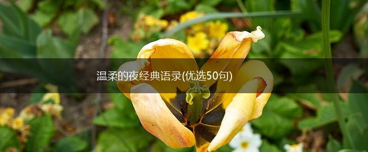 温柔的夜经典语录(优选50句),第1张