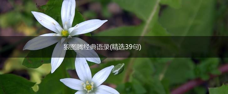 狼图腾经典语录(精选39句),第1张