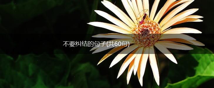 不要纠结的句子(共60句),第1张