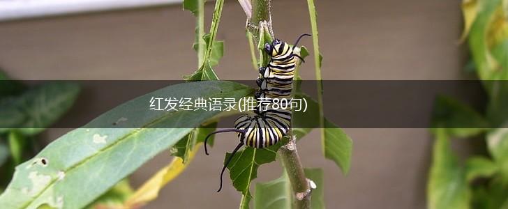 红发经典语录(推荐80句),第1张