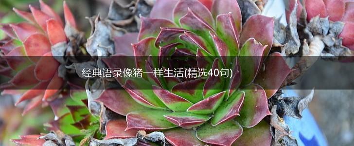 经典语录像猪一样生活(精选40句),第1张