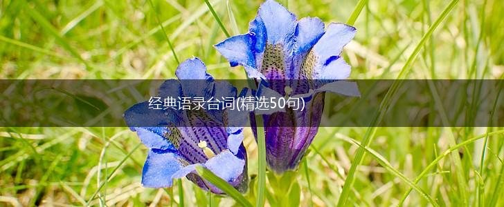 经典语录台词(精选50句),第1张